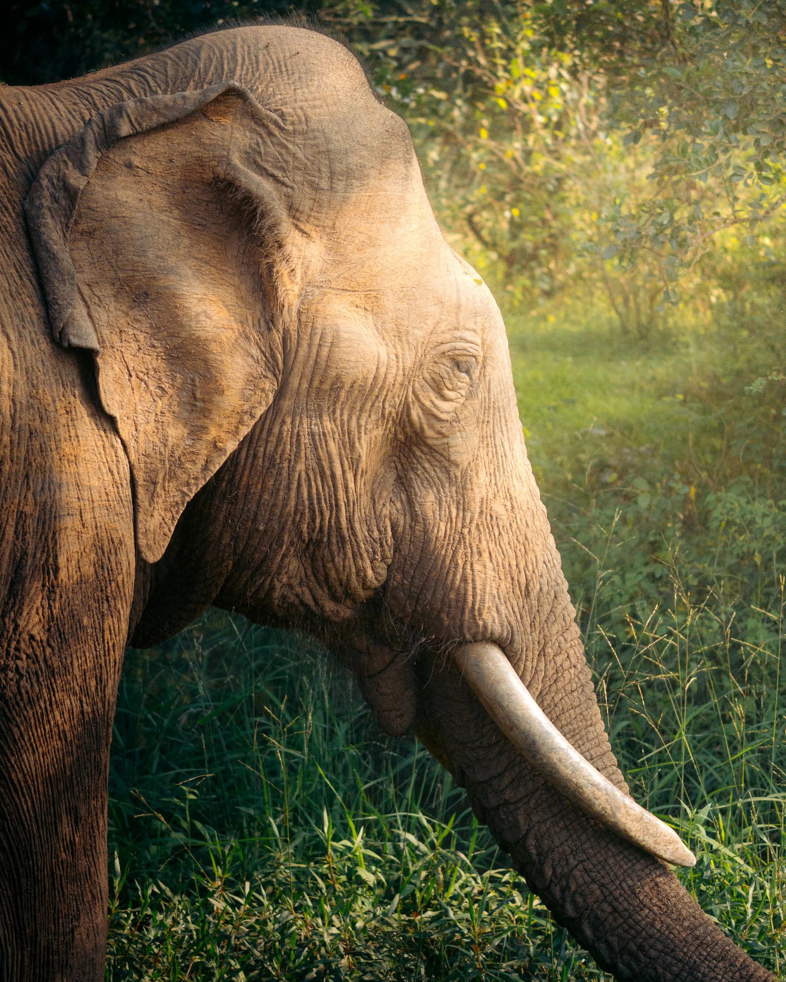 Yala National Park 2025, photo 01