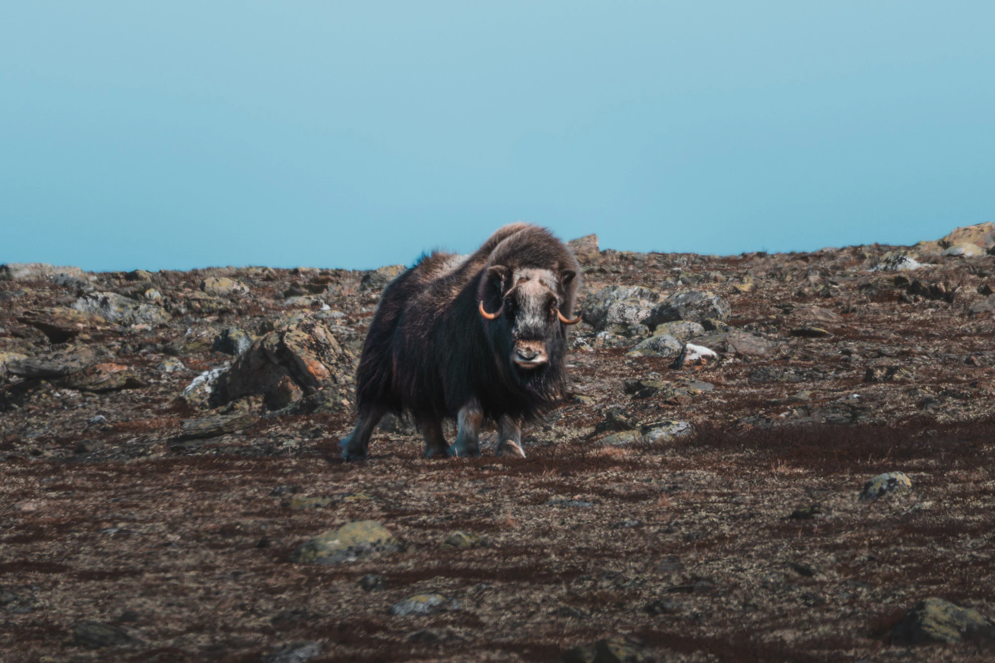 Dovrefjell 2025, photo 01