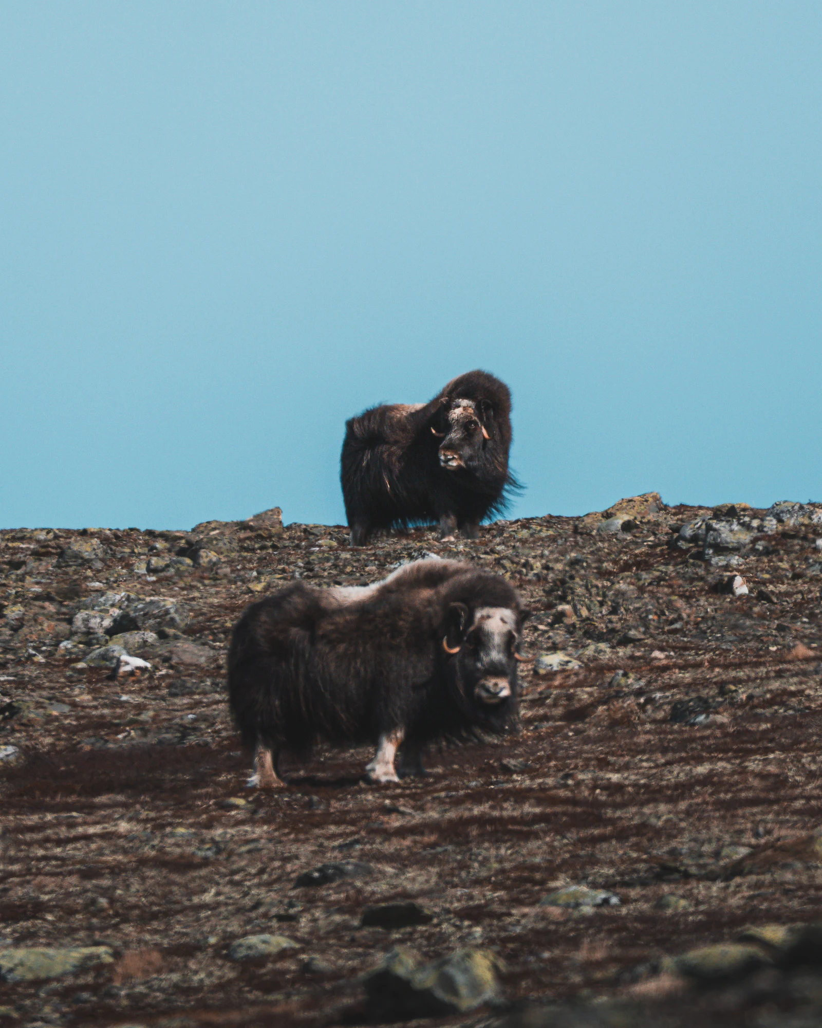 Dovrefjell 2025, photo 04