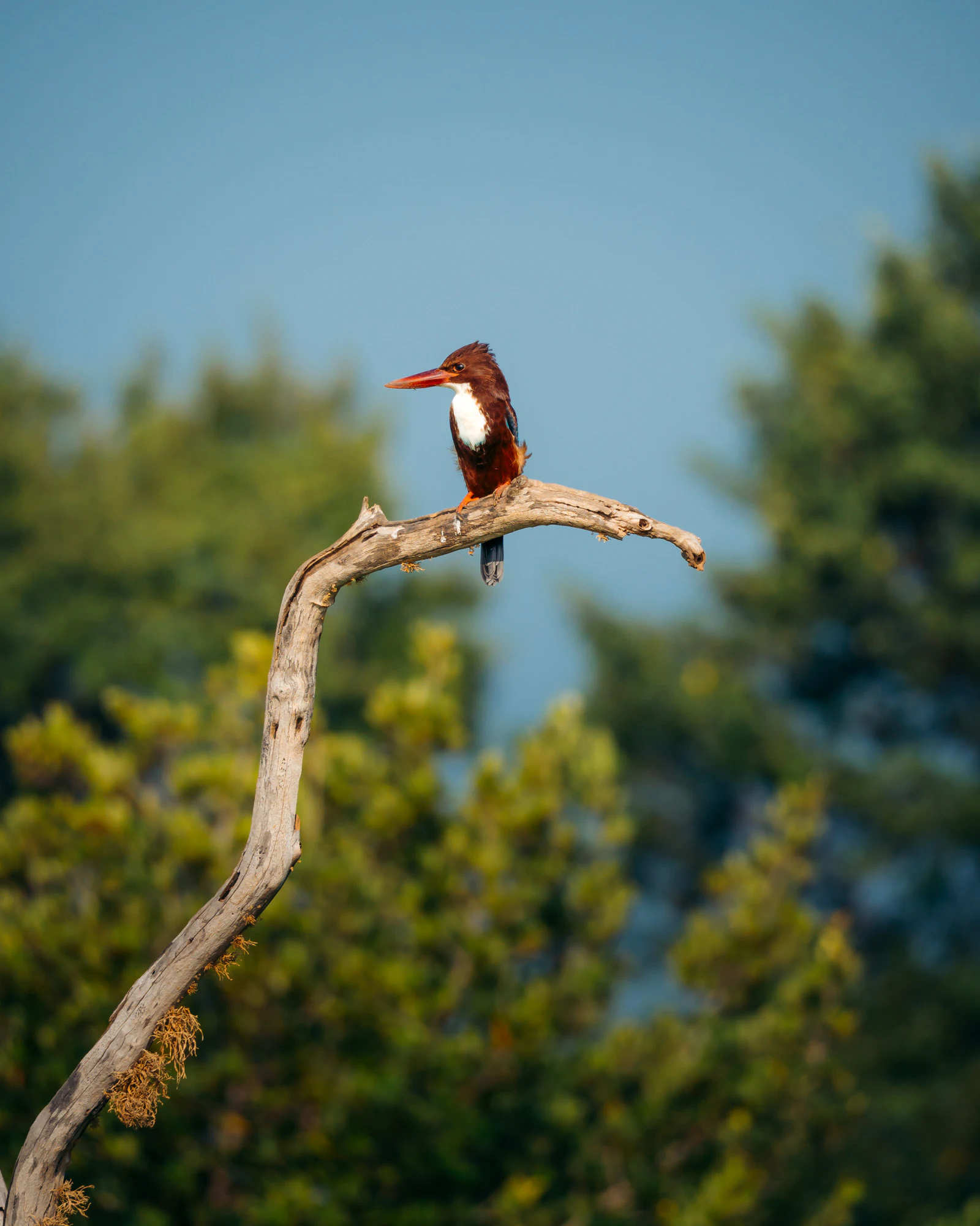Yala National Park 2025, photo 05