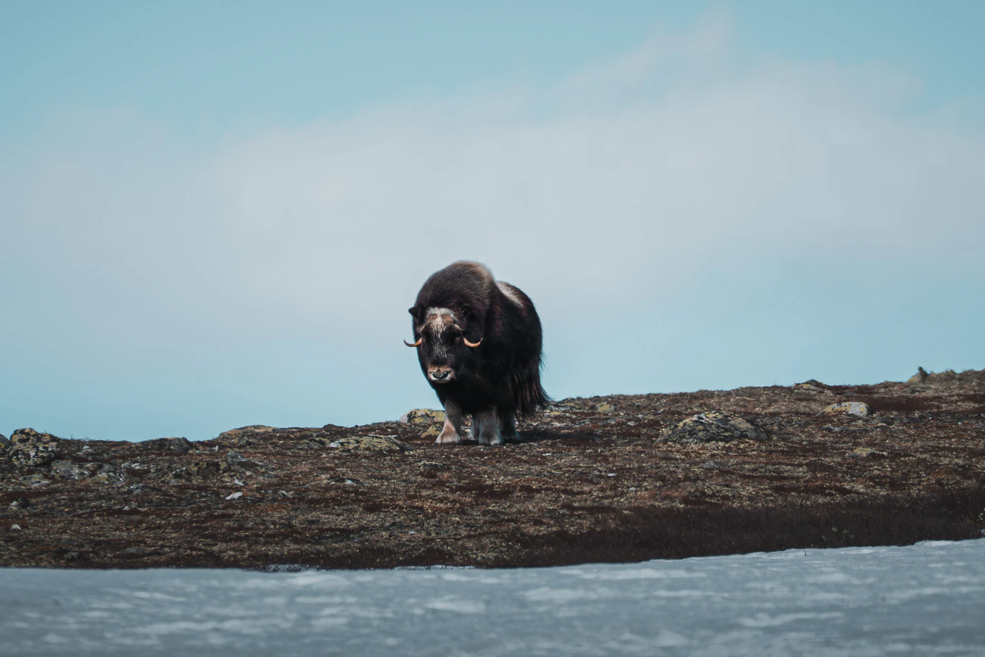 Dovrefjell 2025, photo 07