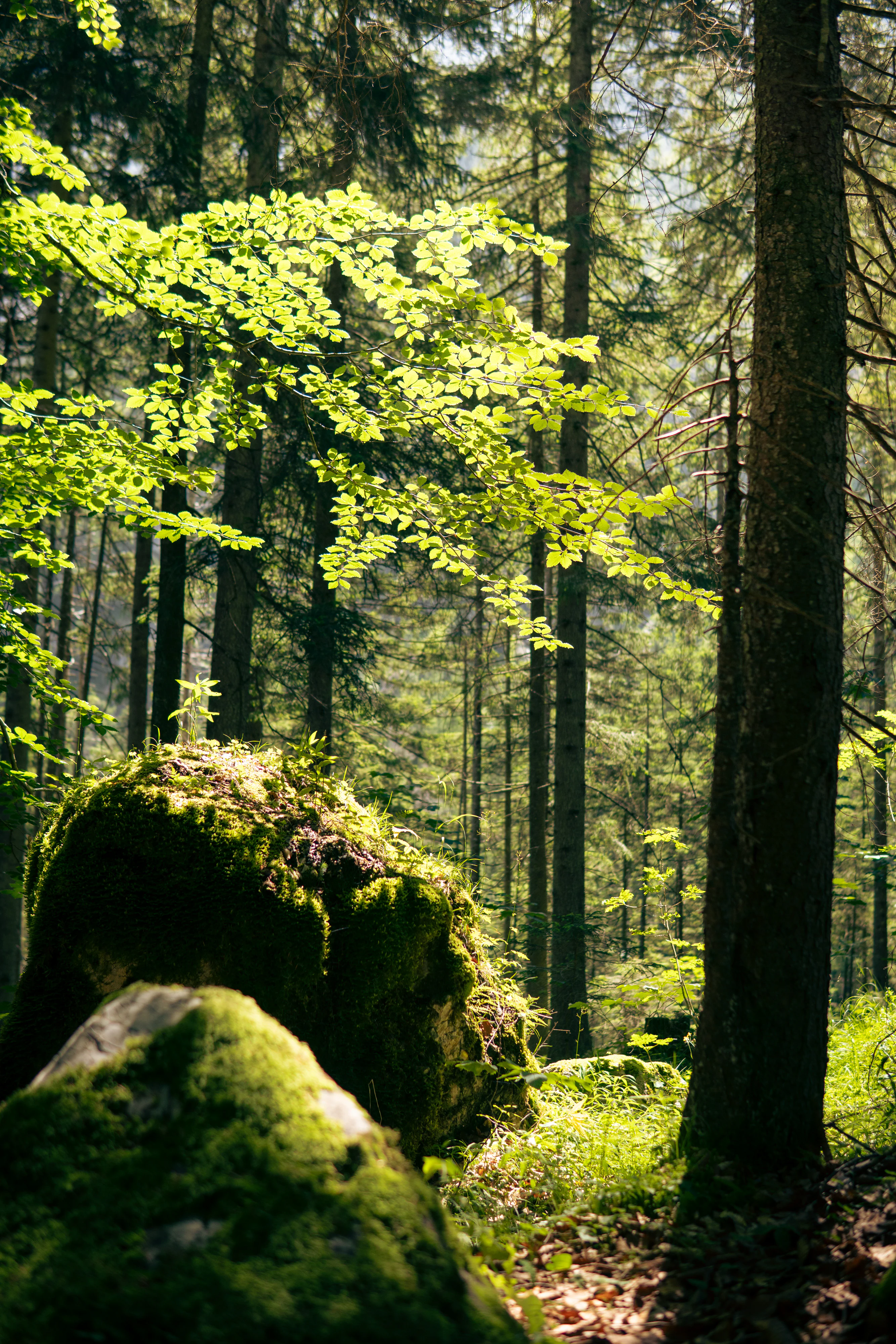 Berchtesgaden National Park 2023, photo 09