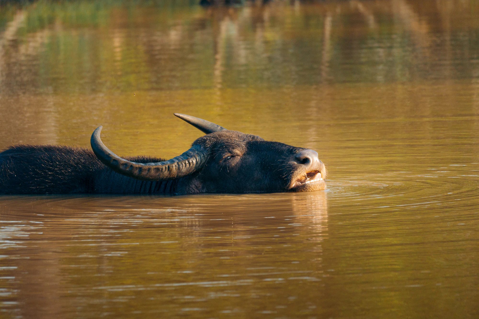 Yala National Park 2025, photo 11