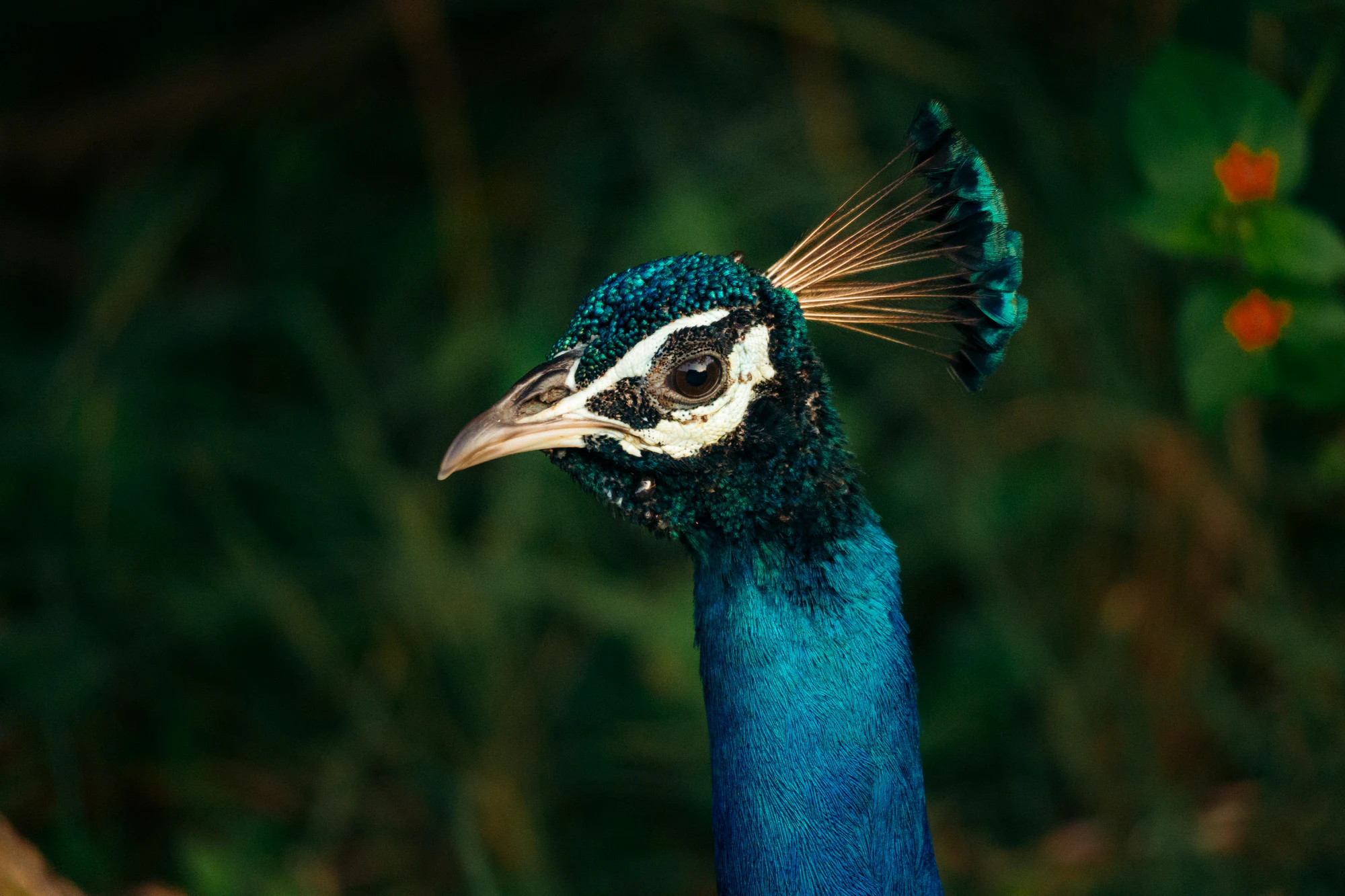 Yala National Park 2025, photo 13