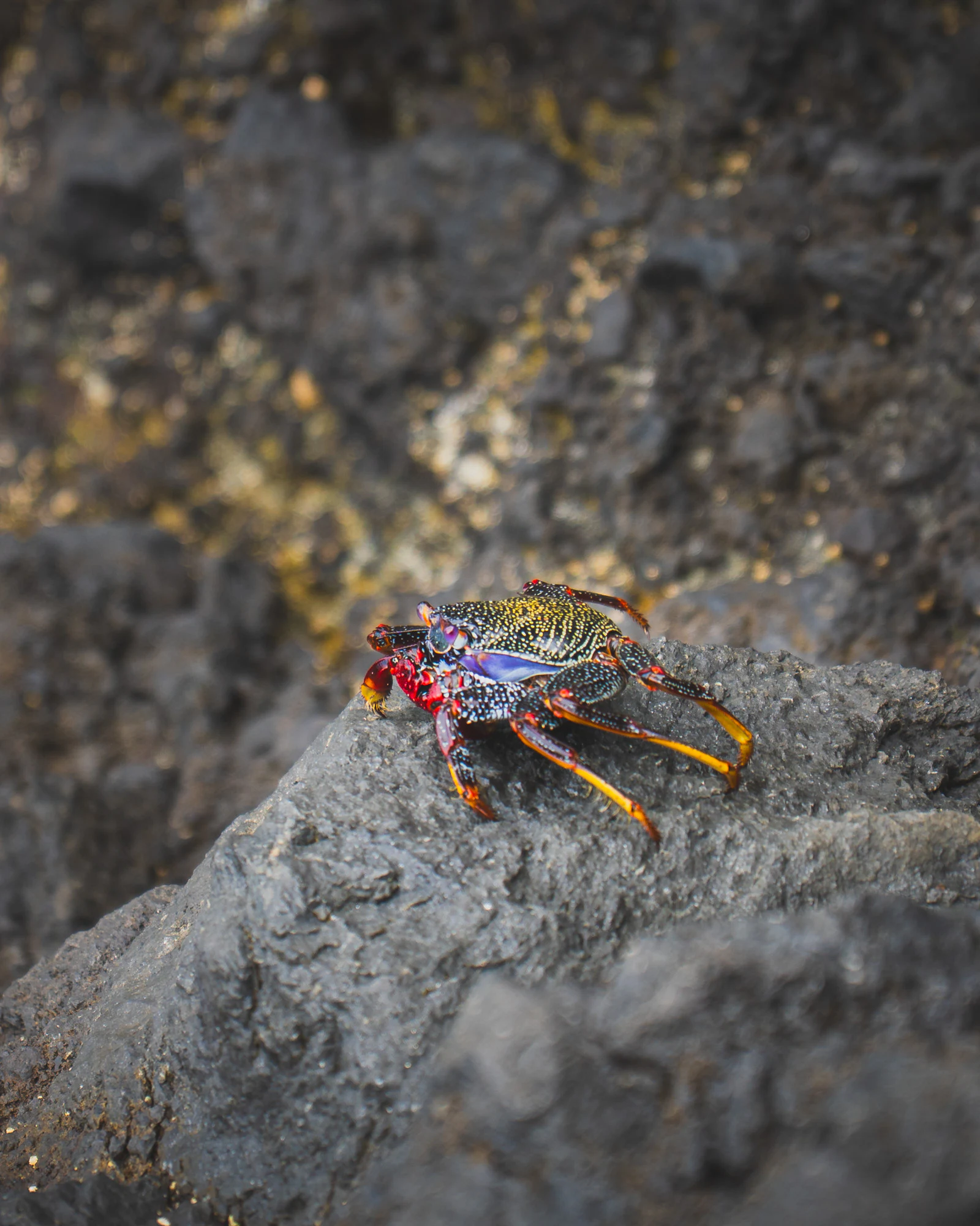 Tenerife 2024, photo 14