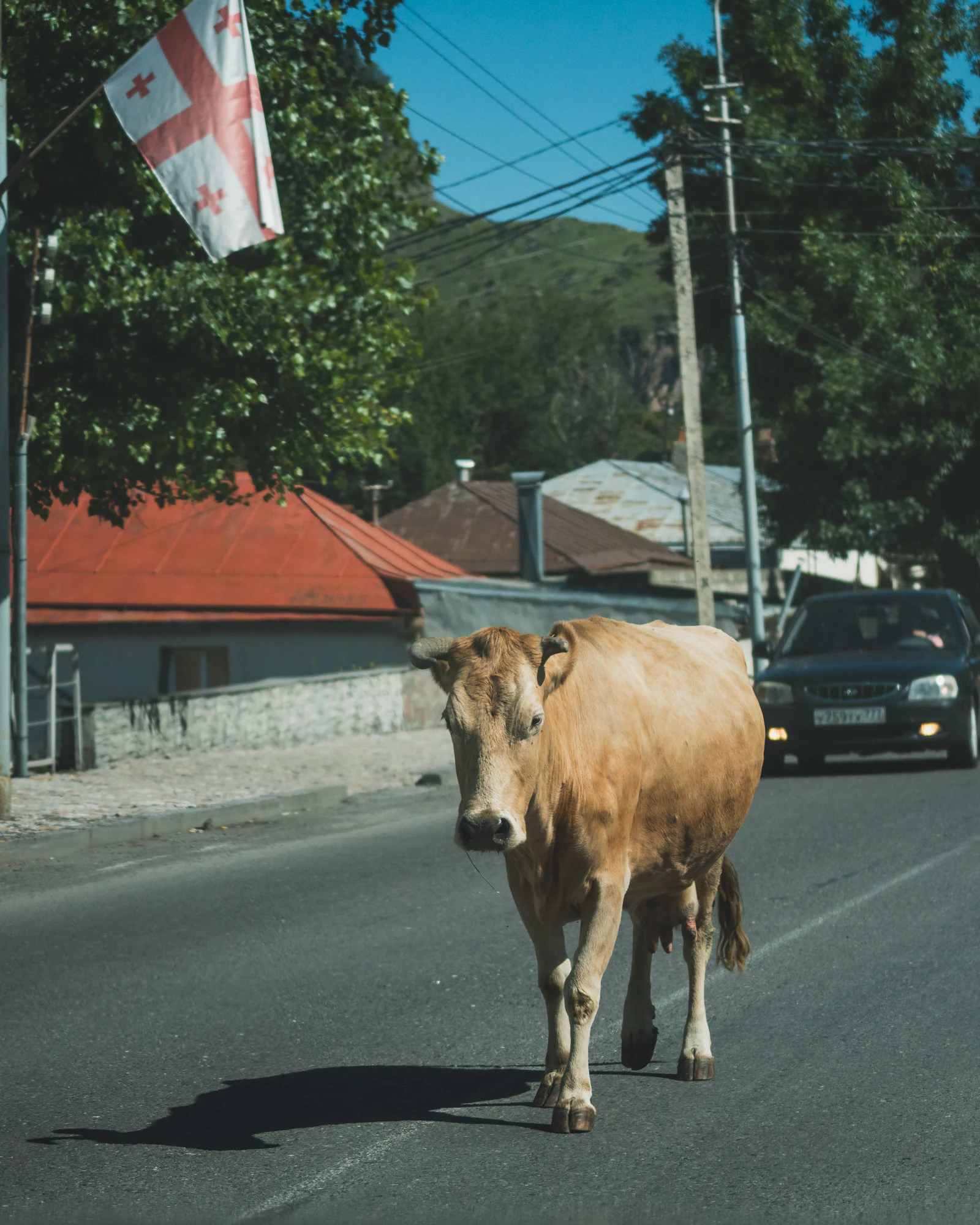 Georgia 2024, photo 17