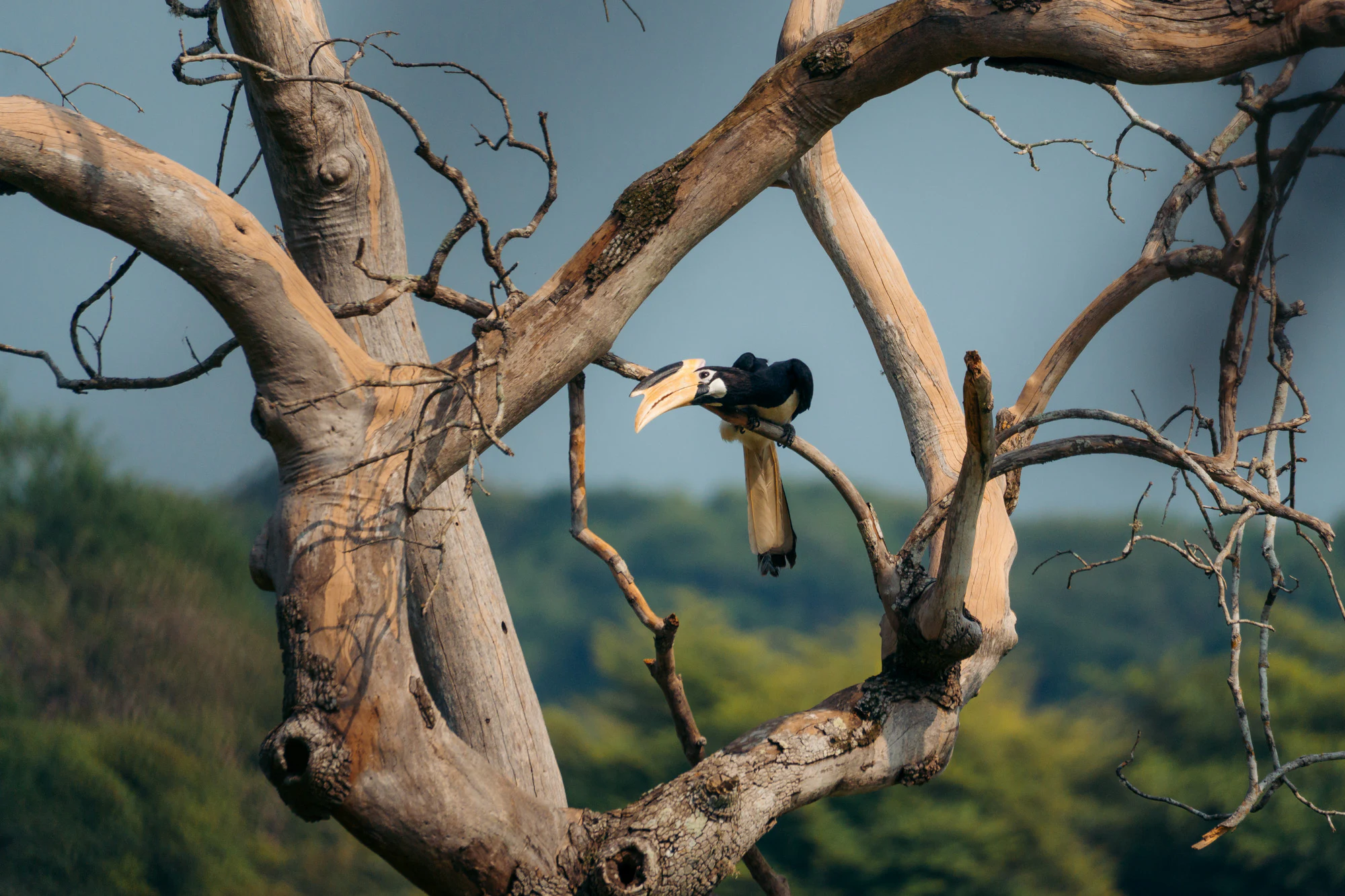 Yala National Park 2025, photo 18