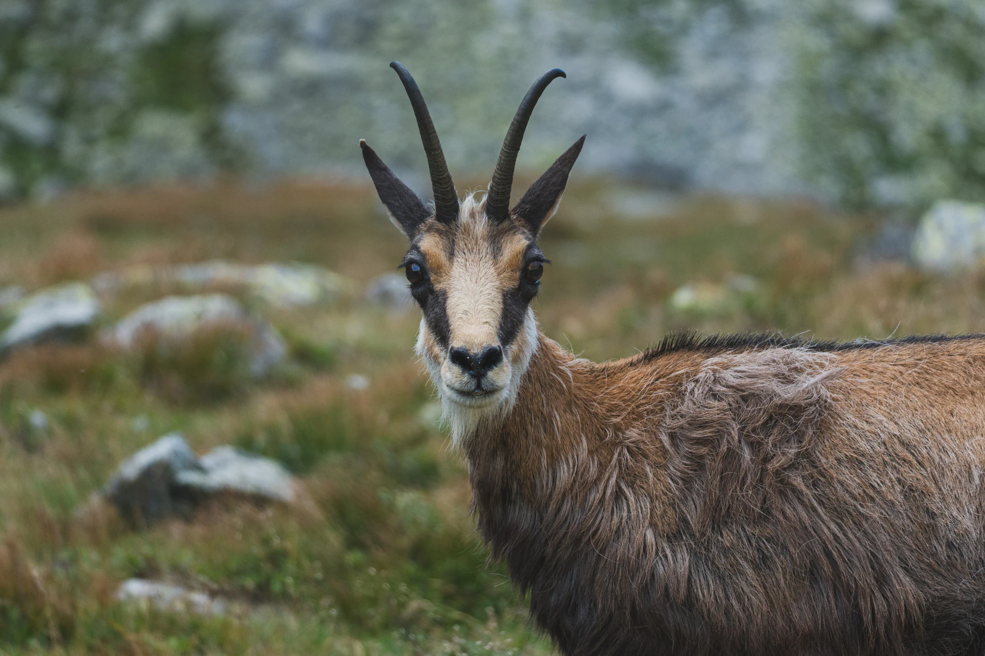 High Tatras 2024, photo 19