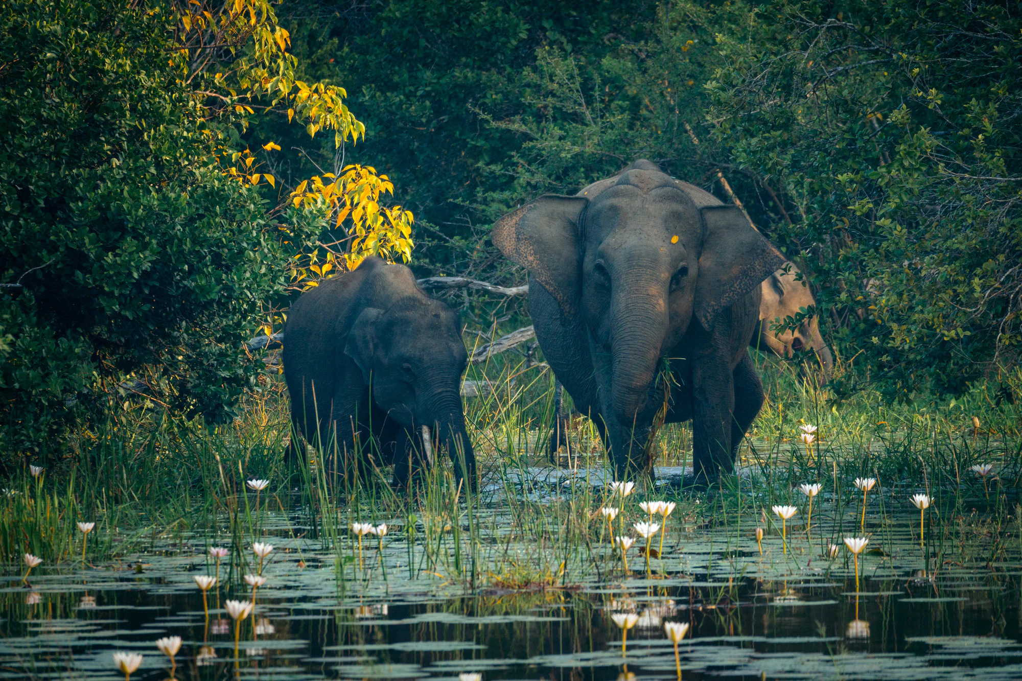 Yala National Park 2025, photo 19