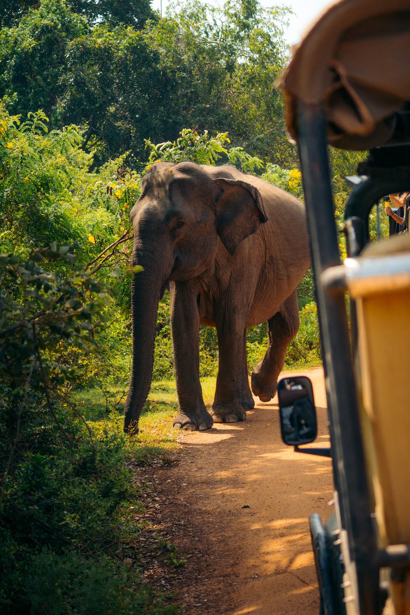 Yala National Park 2025, photo 20