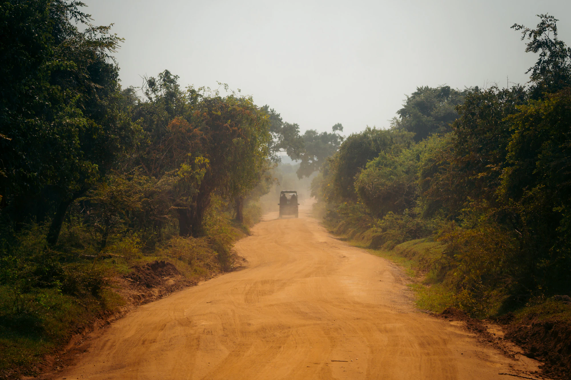 Yala National Park 2025, photo 21
