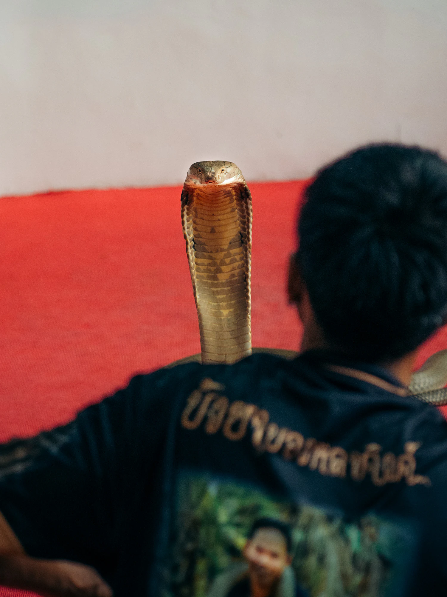 Thailand South 2026, photo 29